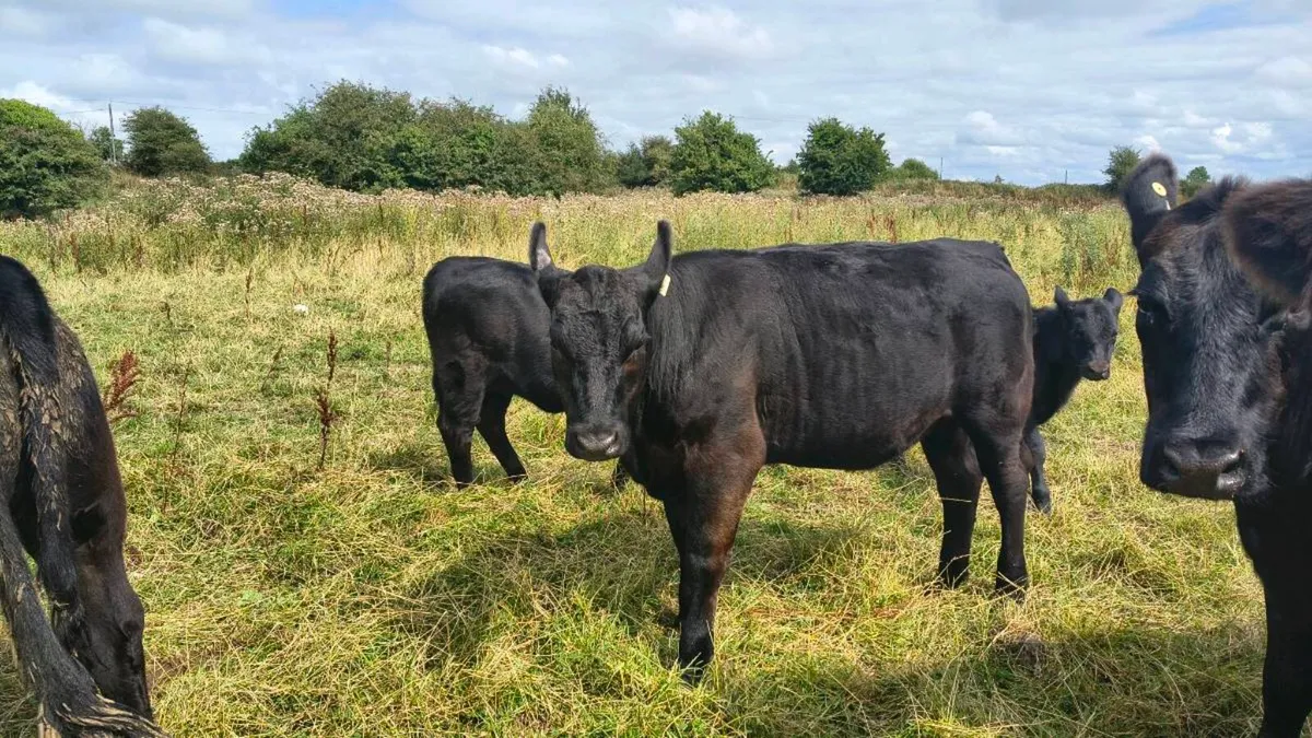 Pedigree Aberdeen Angus heifers - Image 3