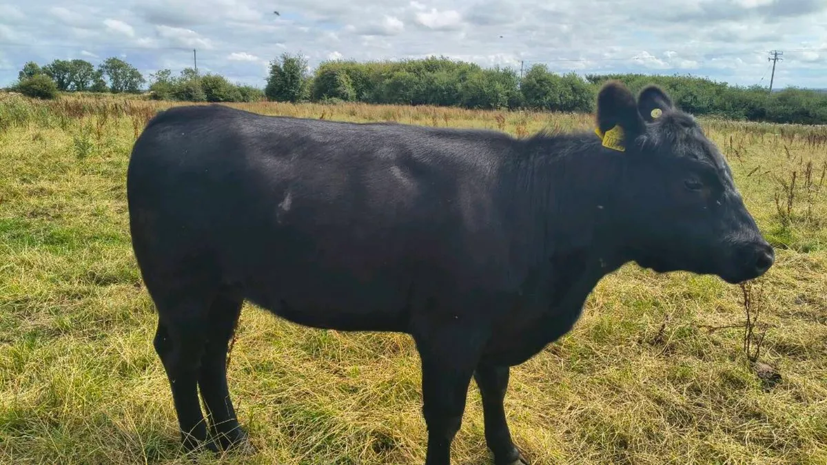 Pedigree Aberdeen Angus heifers - Image 2