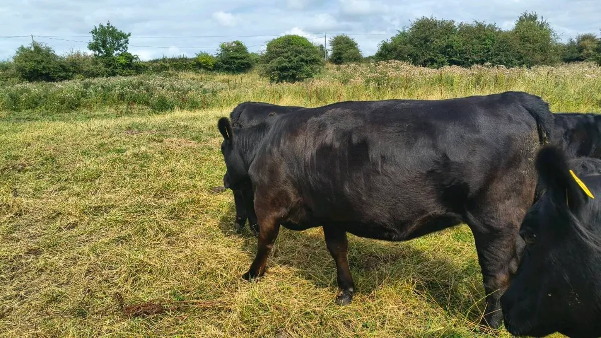 Pedigree Aberdeen Angus heifers - Image 4