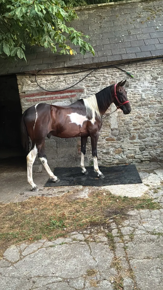 3 year old colt - Image 4