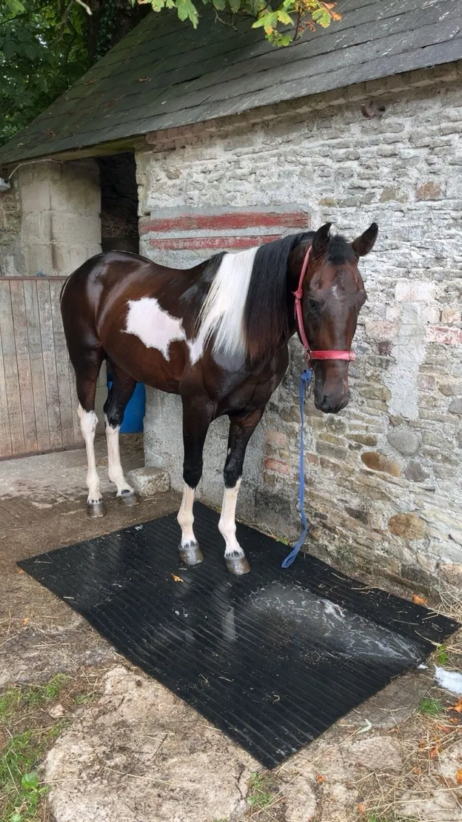 3 year old colt - Image 1