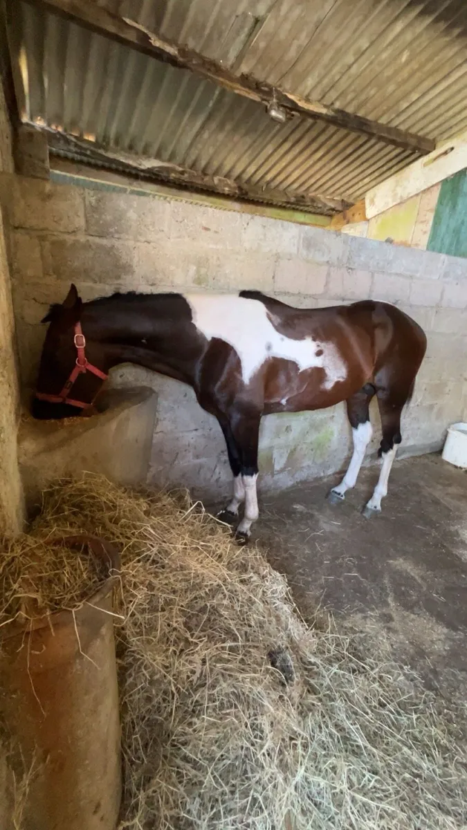 3 year old colt - Image 2