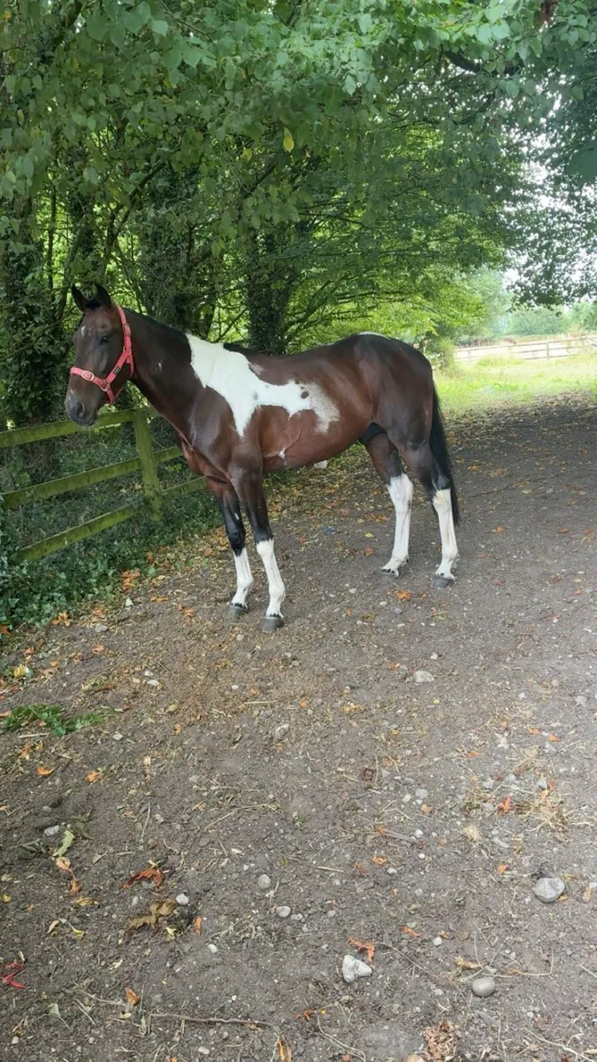 3 year old colt - Image 3