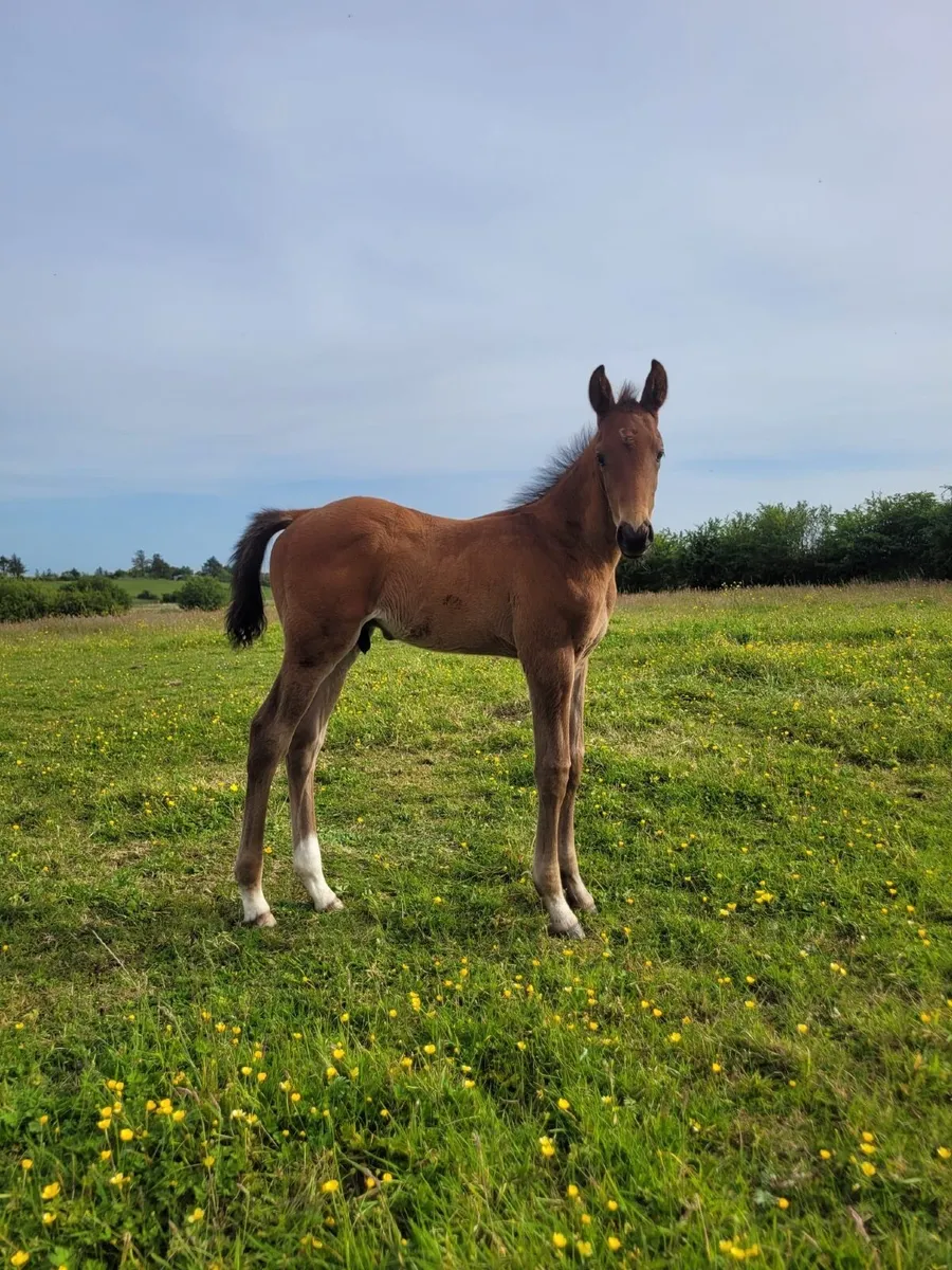 Colt foal - Image 1