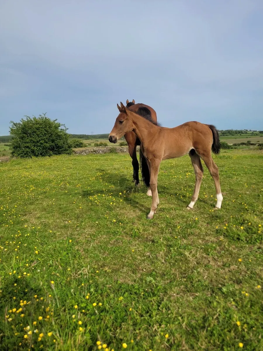 Colt foal - Image 3