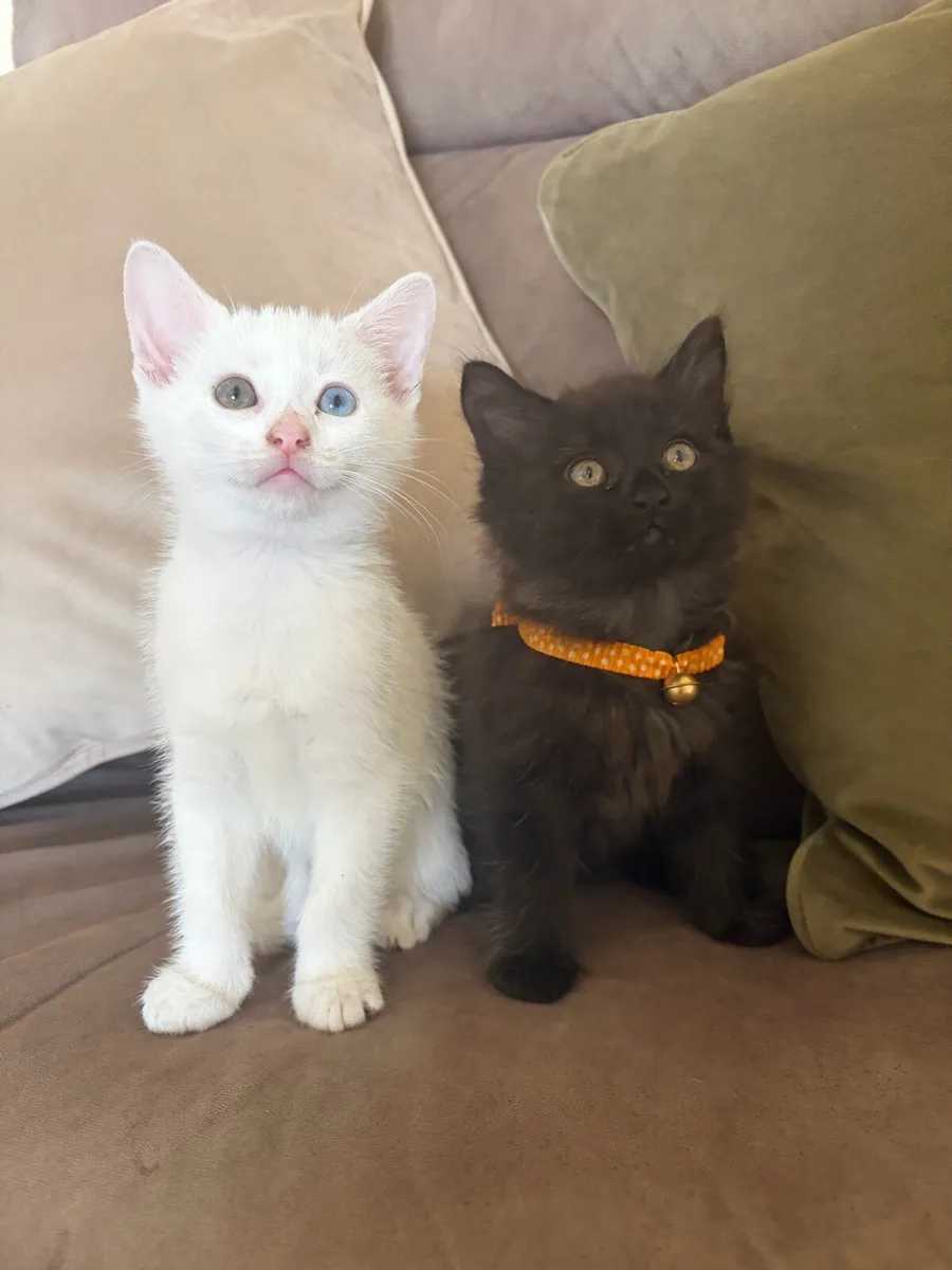 Kittens - Image 1