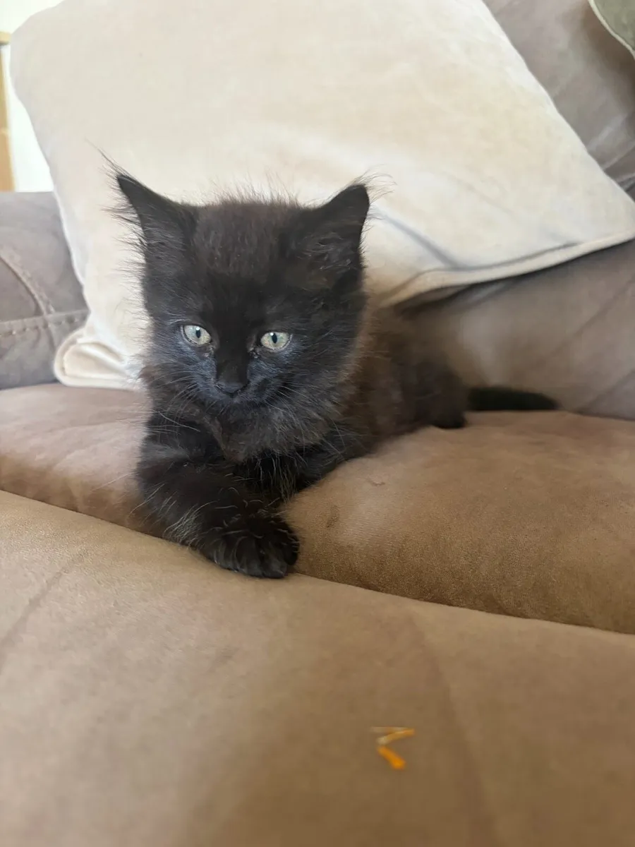 Kittens - Image 2