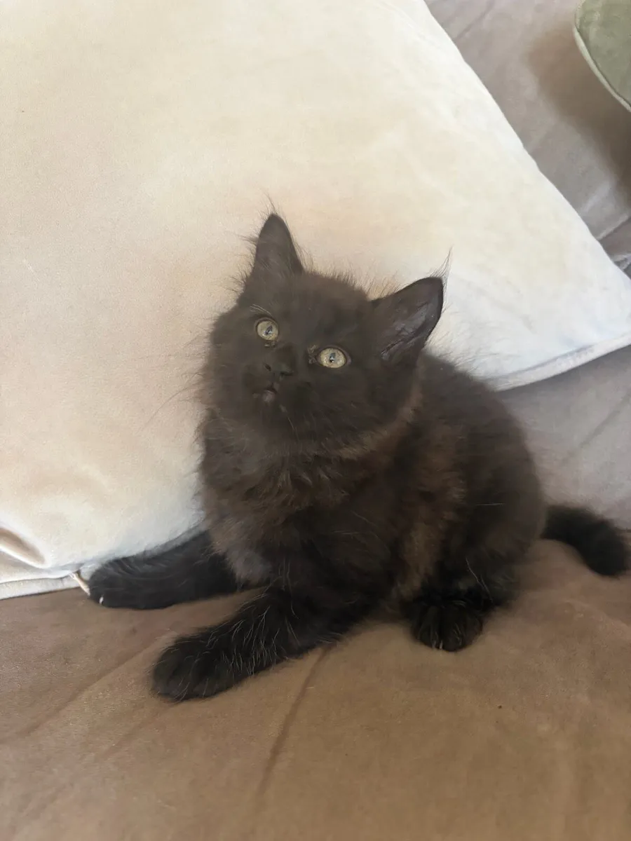 Kittens - Image 3