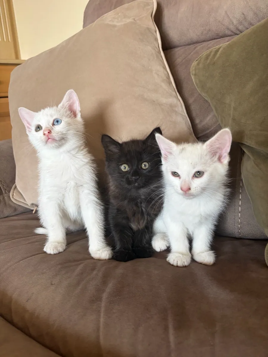 Kittens - Image 4
