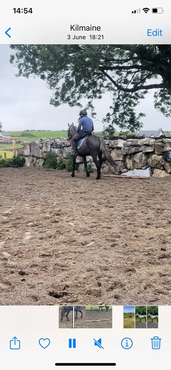 BeautifulConnemara filly broken and ridden - Image 3