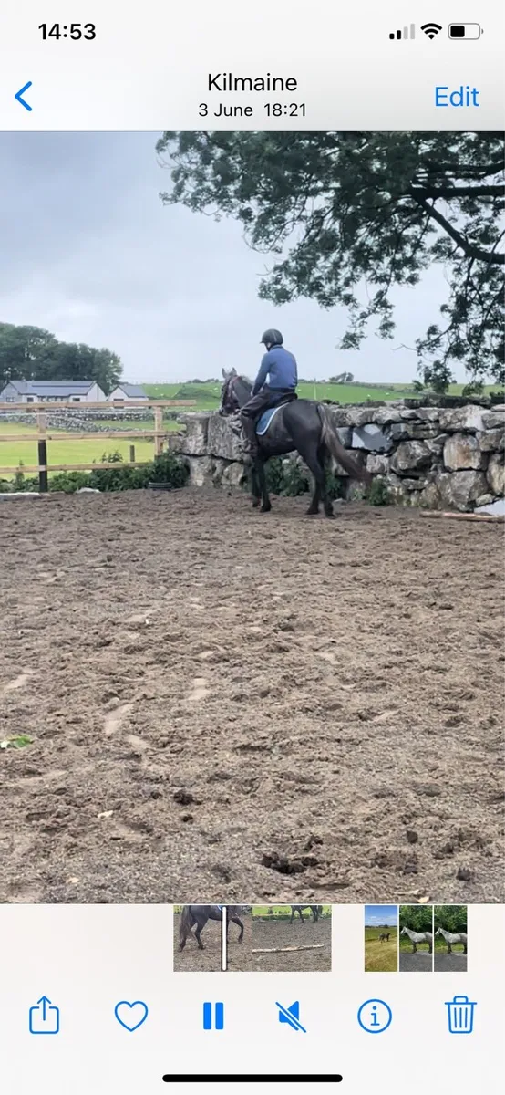 BeautifulConnemara filly broken and ridden - Image 1