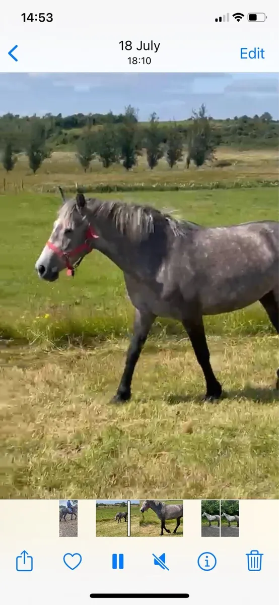 BeautifulConnemara filly broken and ridden - Image 2