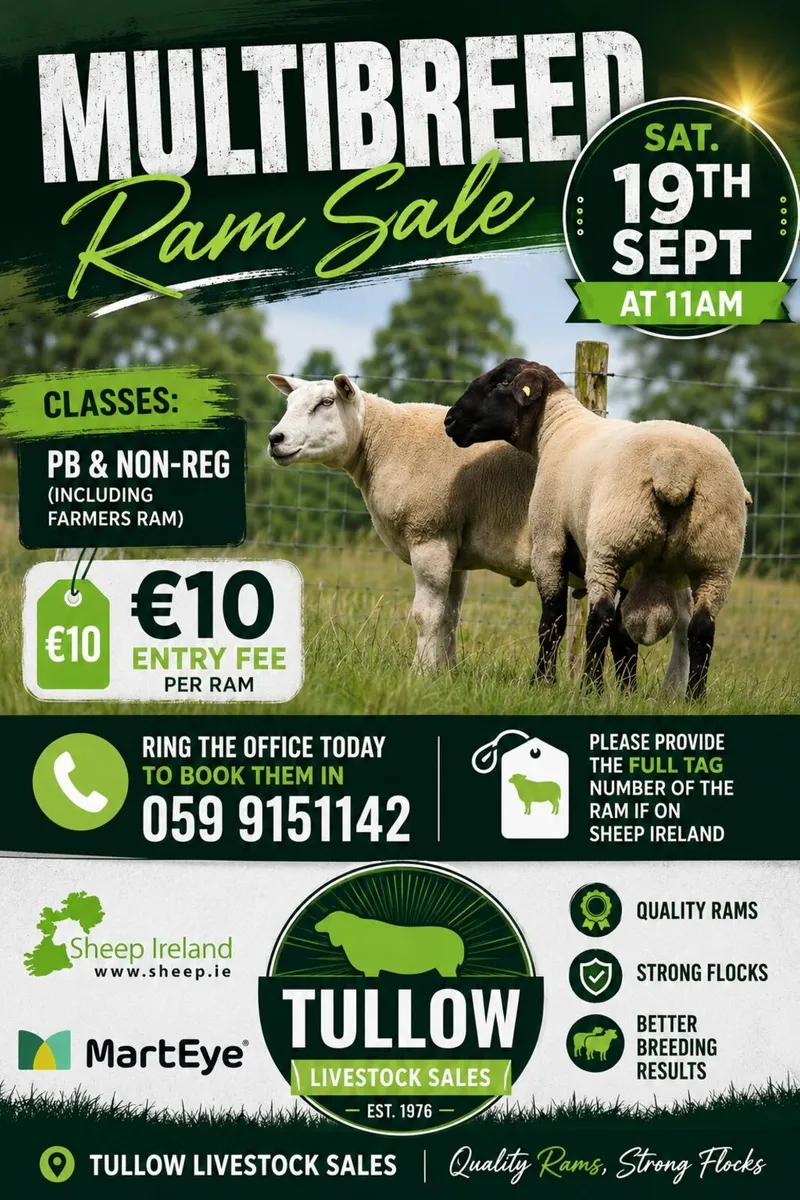 Tullow Mart Multi Breed Ram Sale Sat.19th Sept.