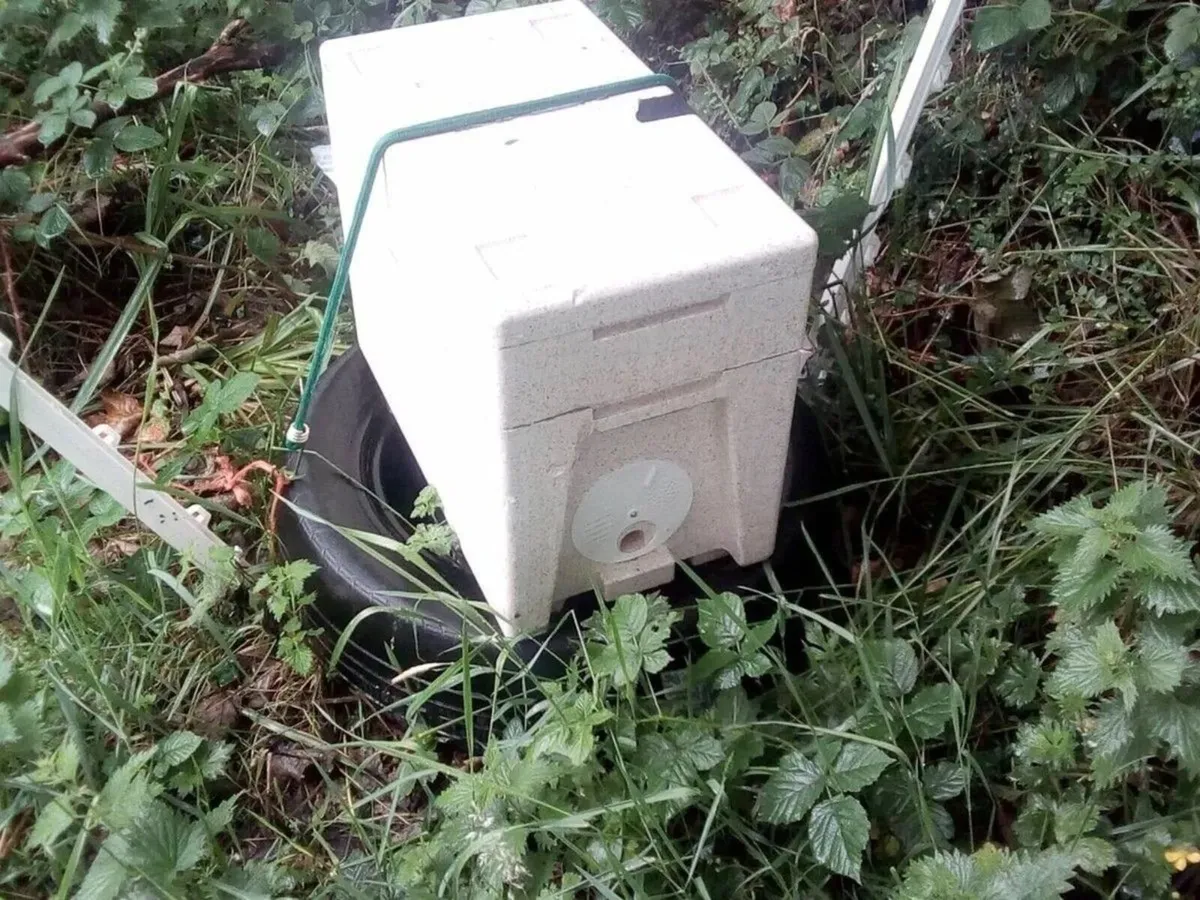 Nuc Beehive of Bees - Image 1