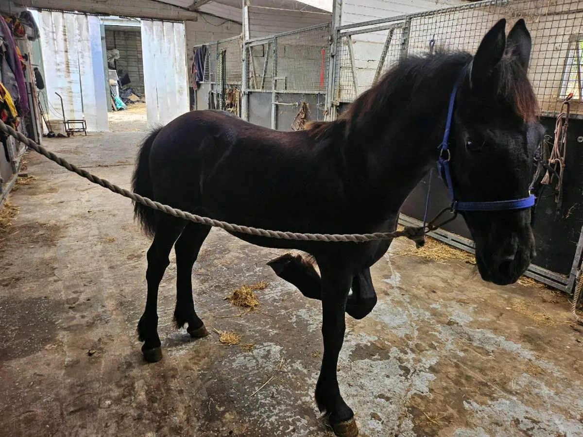 Horse - Image 1