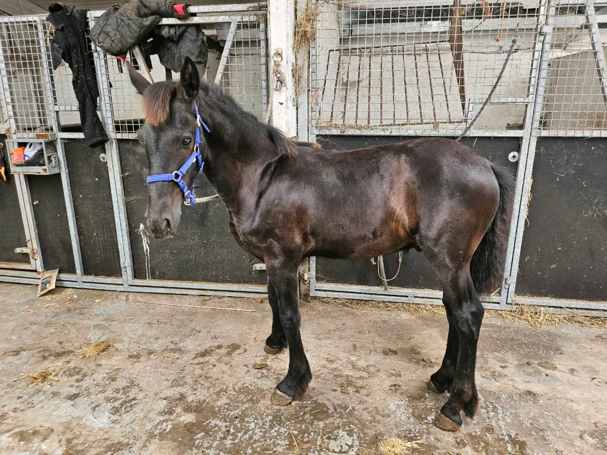 Horse - Image 2