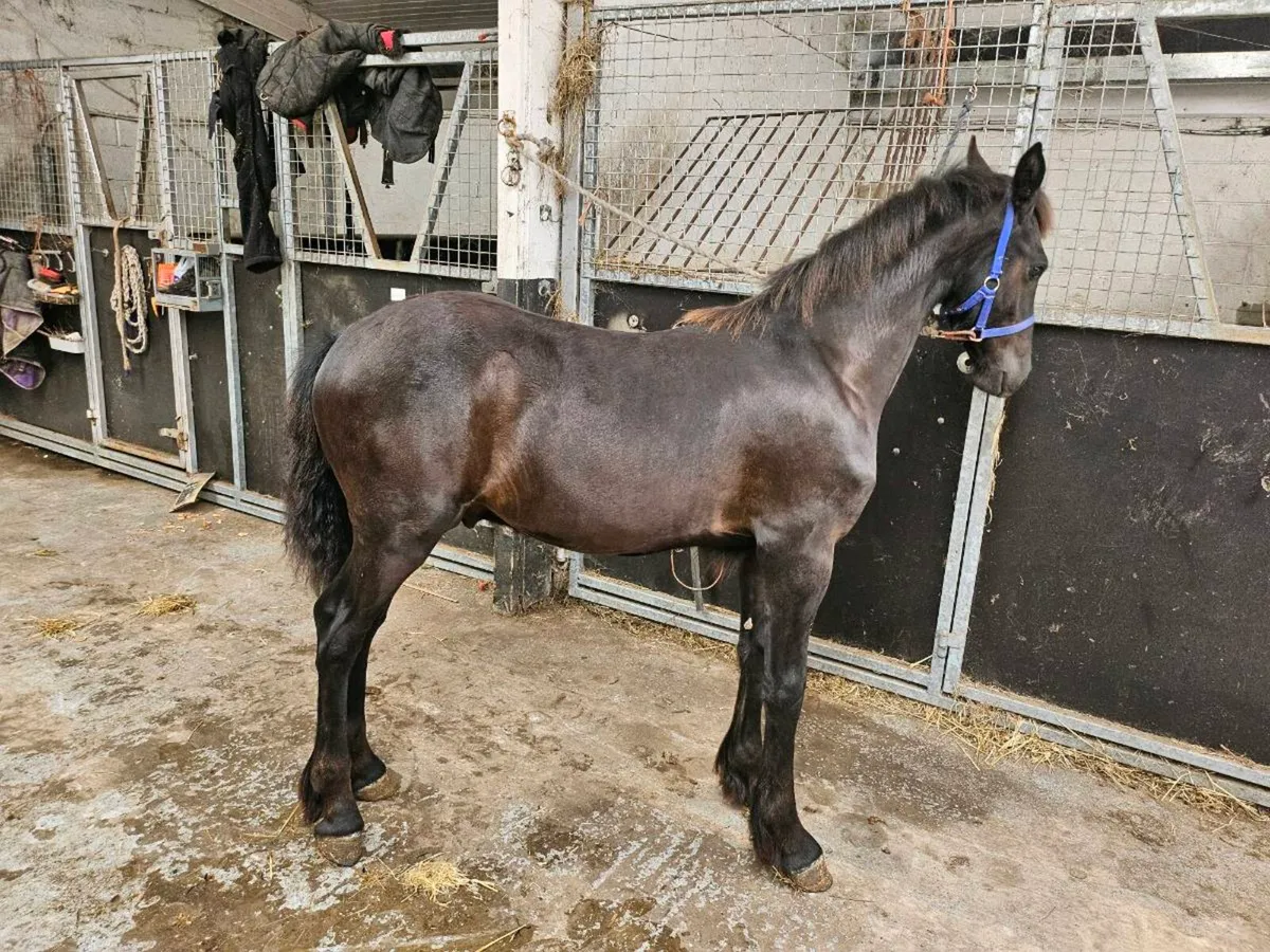 Horse - Image 3
