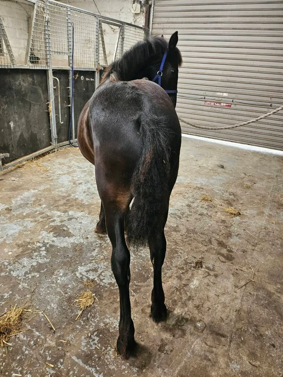 Horse - Image 4