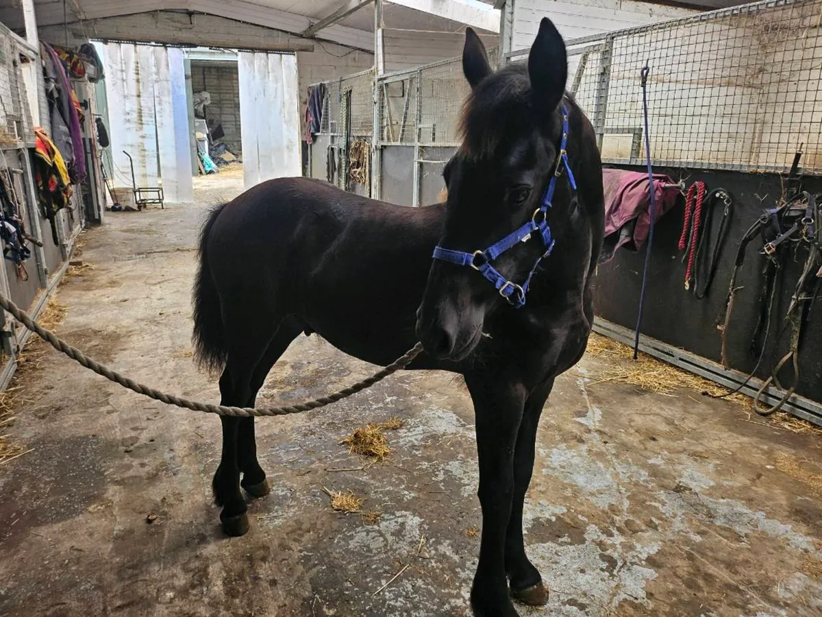 Friesian Colt Foal - Image 2