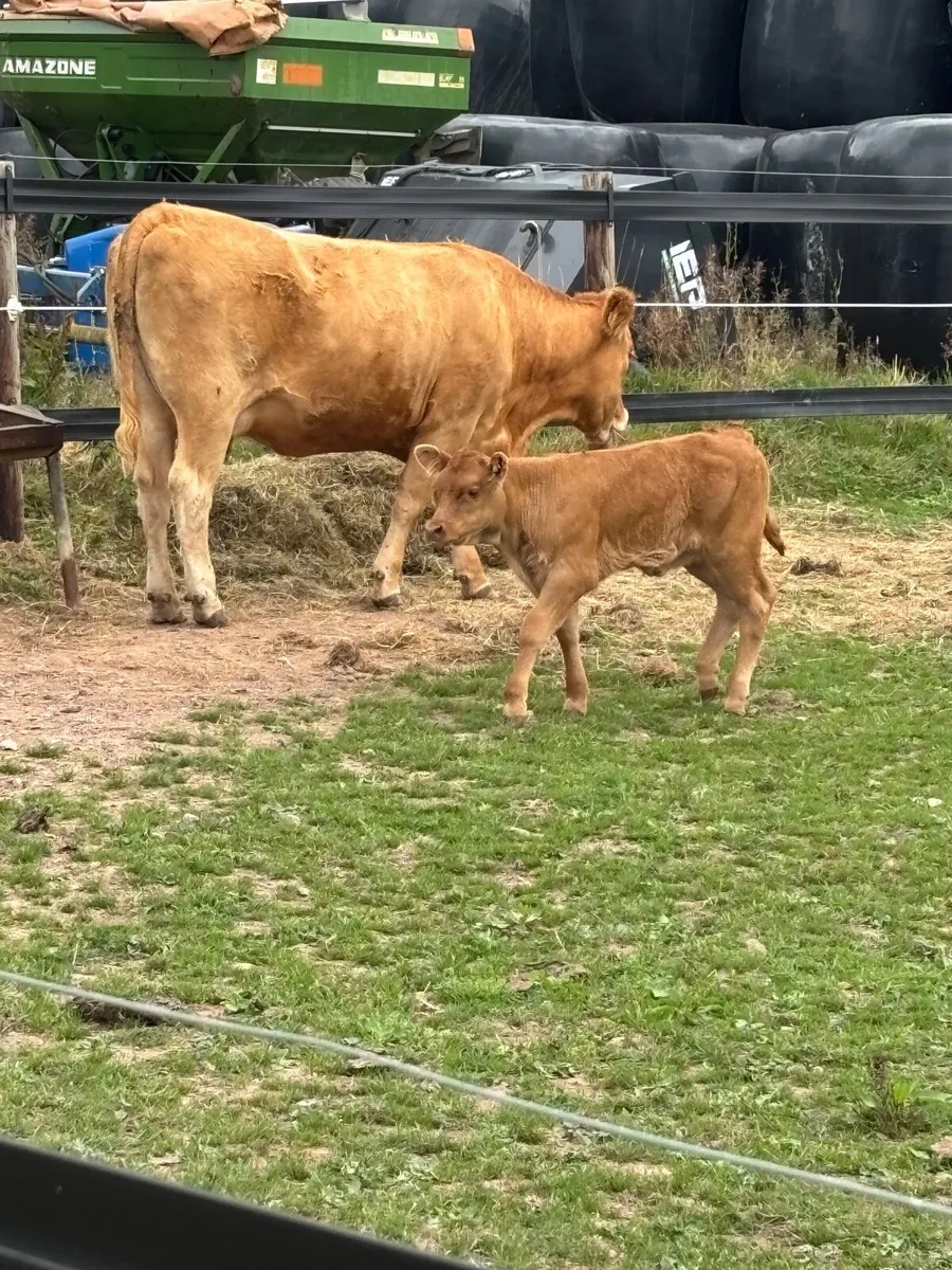 Cow & Calf - Image 2