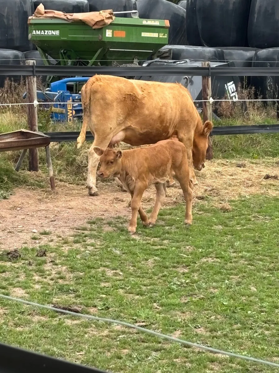 Cow & Calf - Image 3