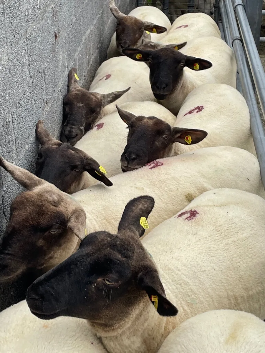 Suffock Ewe Hoggetts - Image 2