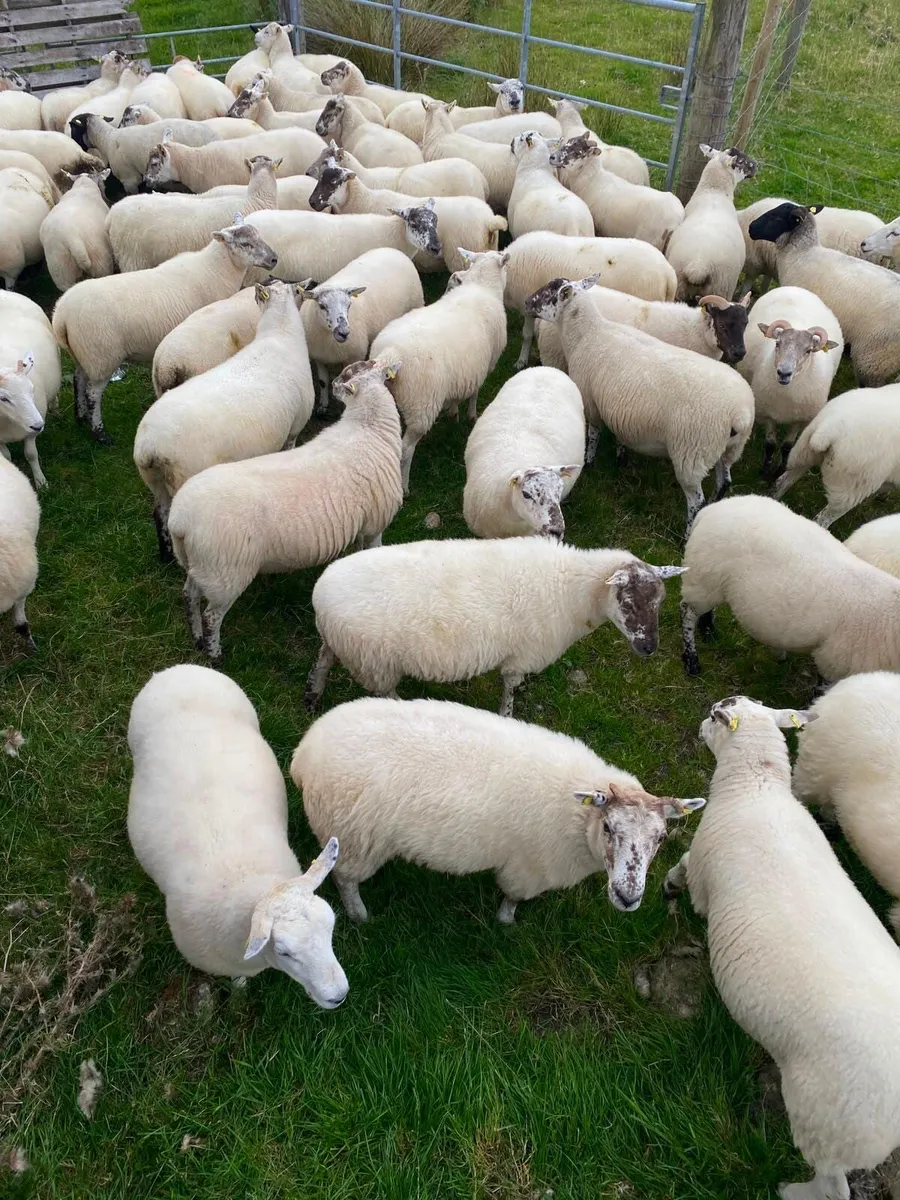 Quality Crossbred Hoggets - Image 2