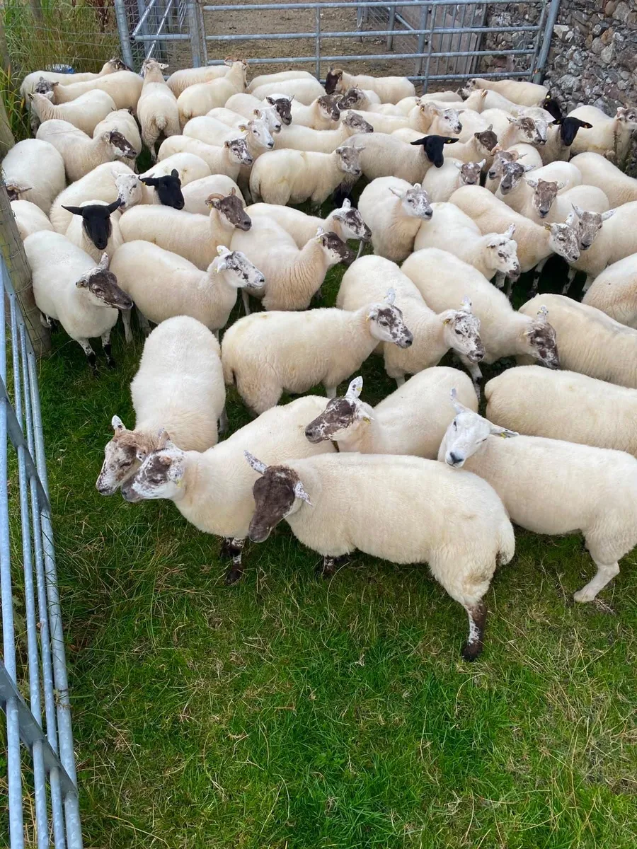 Quality Crossbred Hoggets - Image 1