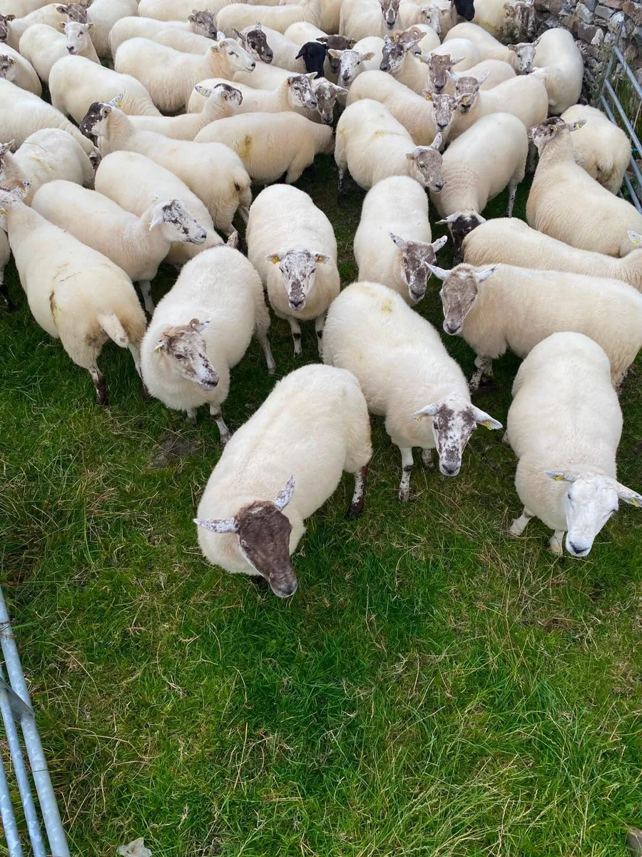 Quality Crossbred Hoggets - Image 3