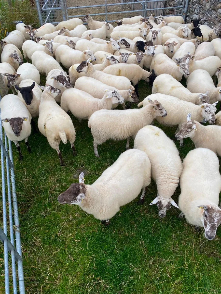 Quality Crossbred Hoggets - Image 4