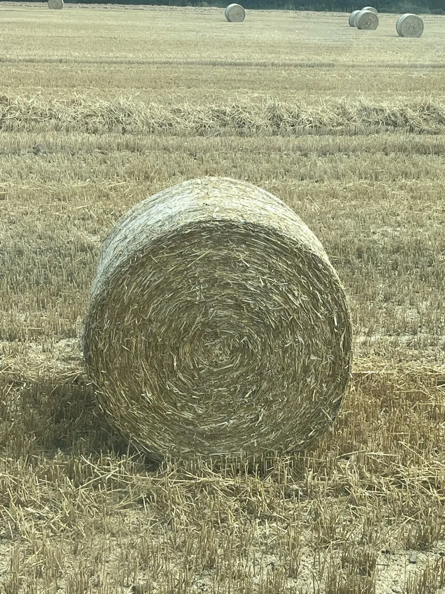 Wheat straw
