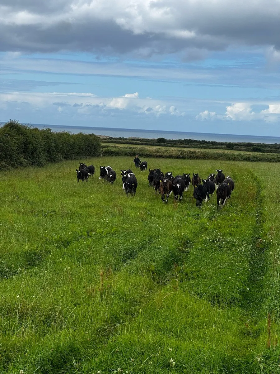 Grass for 40/50 Fr Heifers