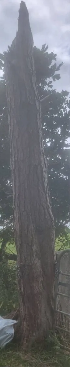 Beech / Scotch Fir hard pine trees - Image 1