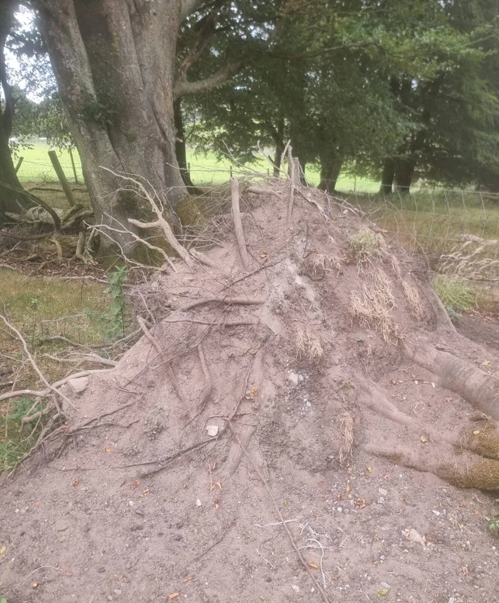Beech / Scotch Fir hard pine trees - Image 4