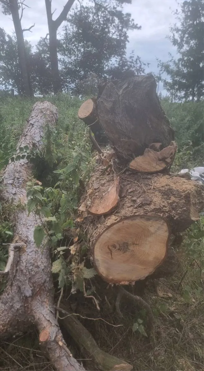 Beech / Scotch Fir hard pine trees - Image 2