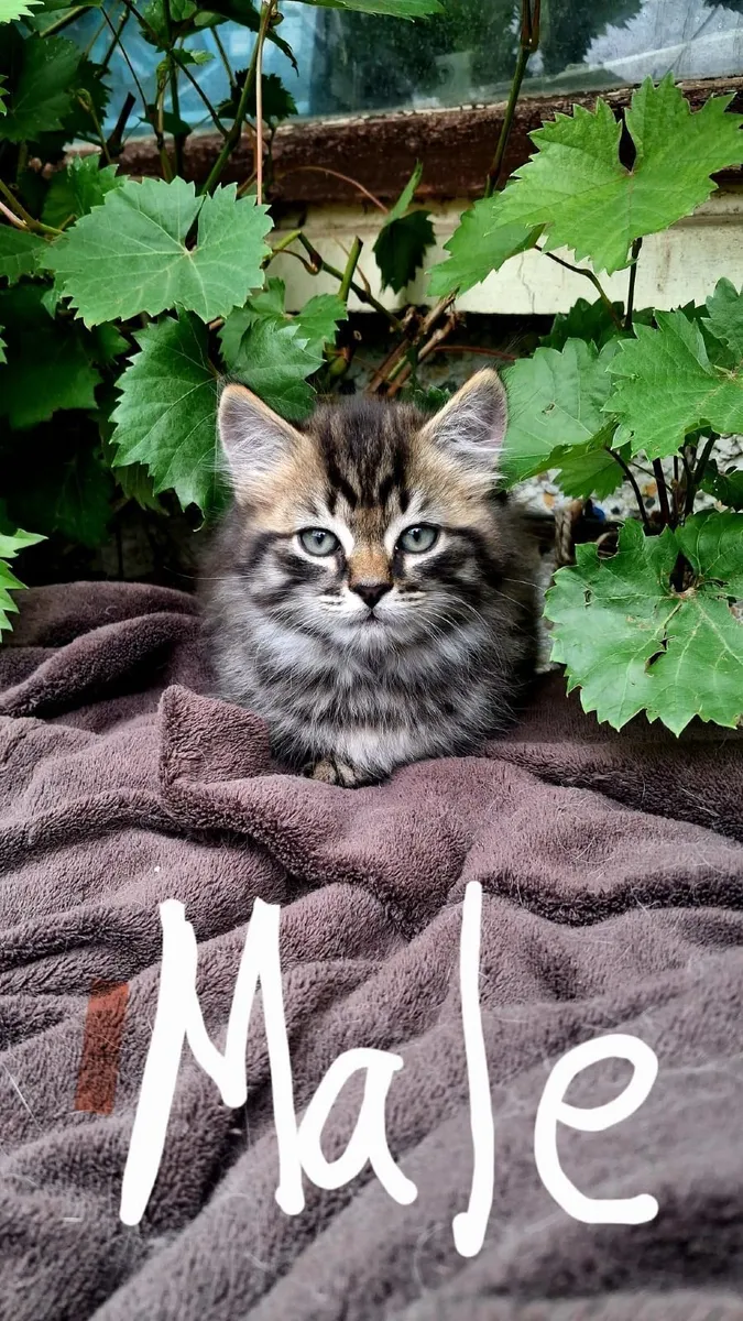 kittens - Image 4