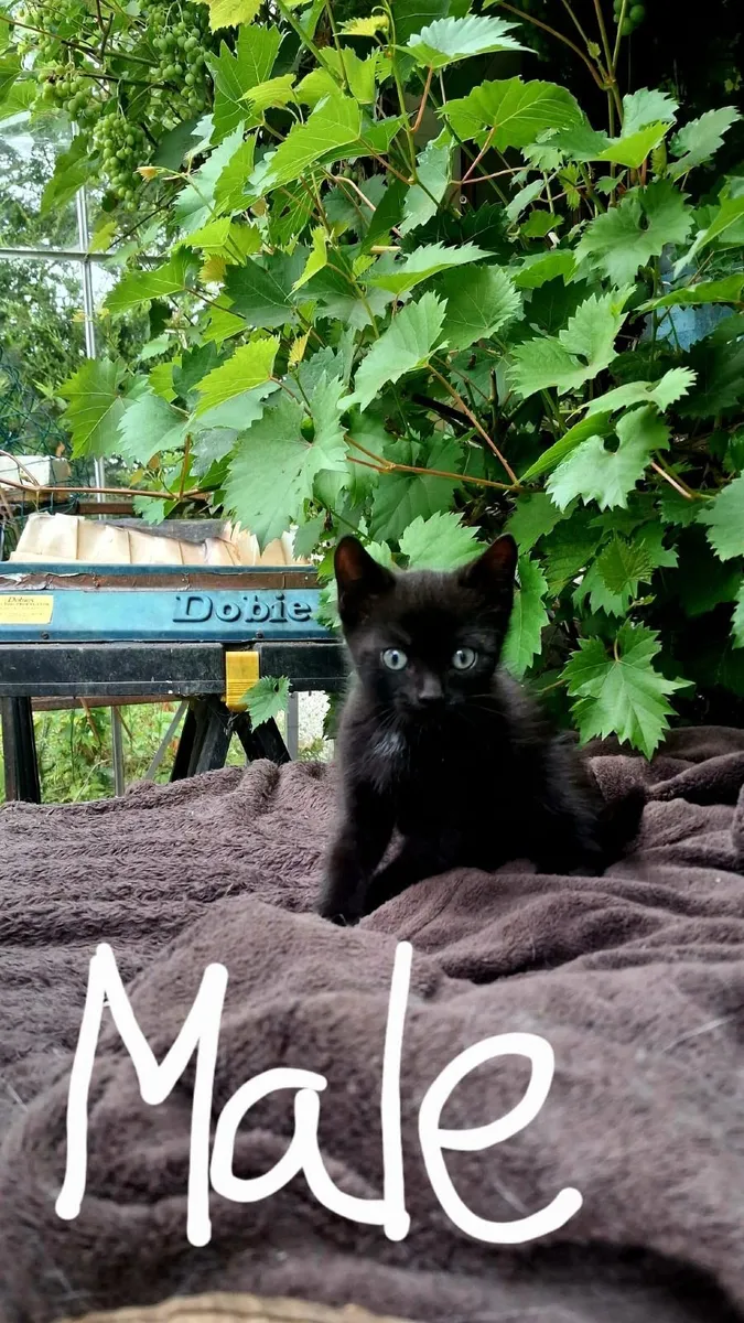 kittens - Image 2