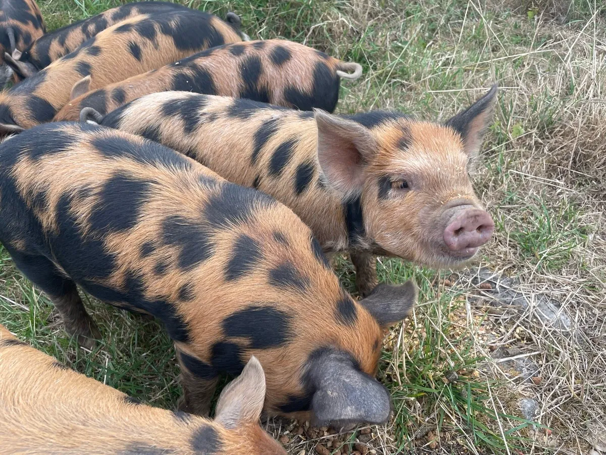 Kune kune x Tamworth piglets - Image 1