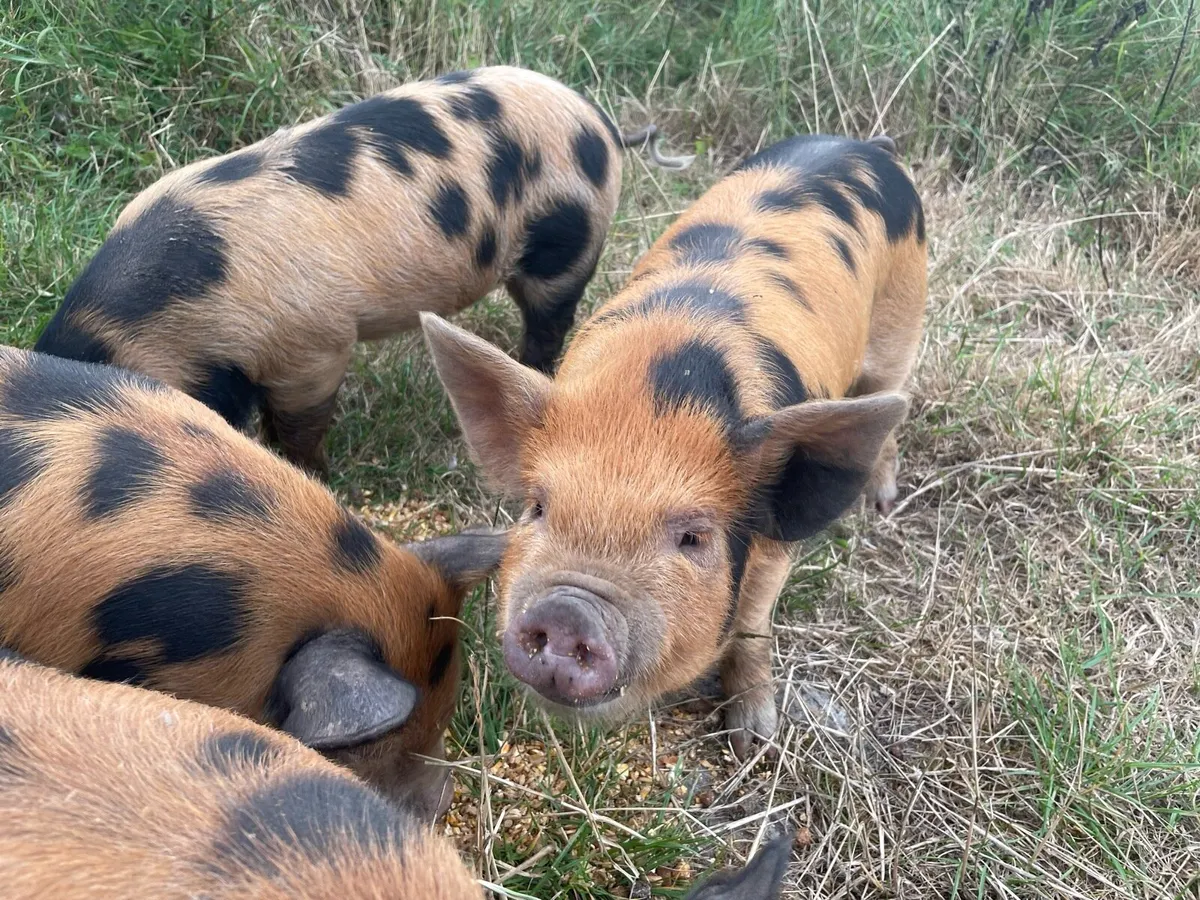 Kune kune x Tamworth piglets - Image 2