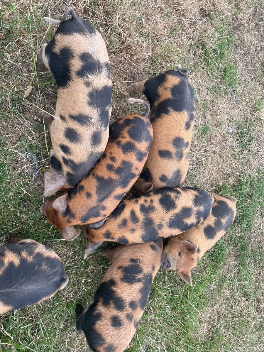 Kune kune x Tamworth piglets - Image 3