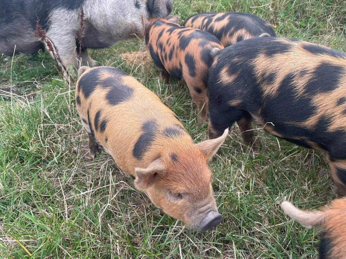 Kune kune x Tamworth piglets - Image 4