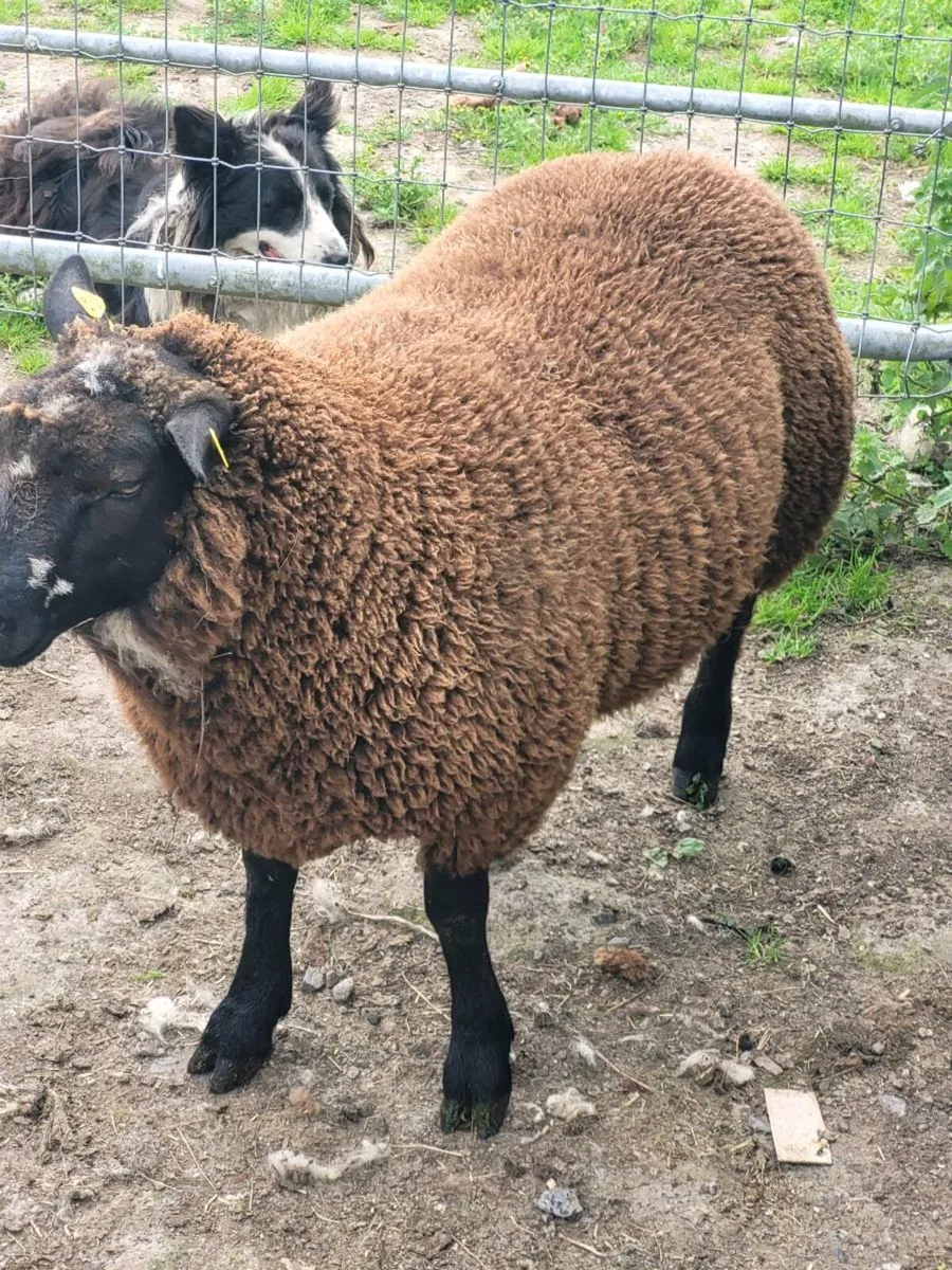 Rams - Image 3