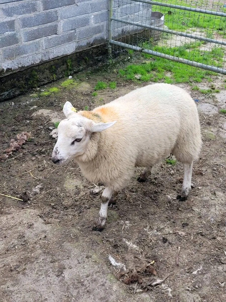 Rams - Image 4