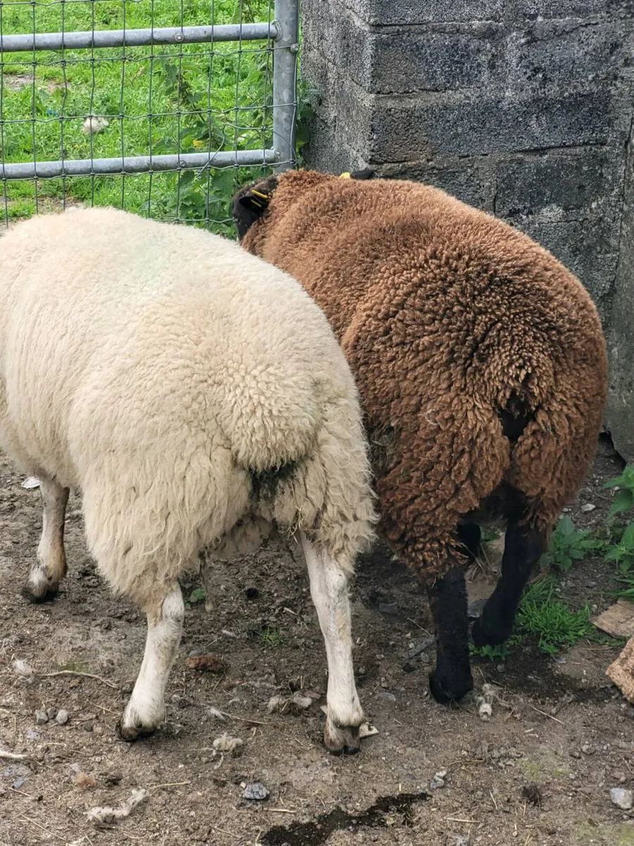 Rams - Image 2