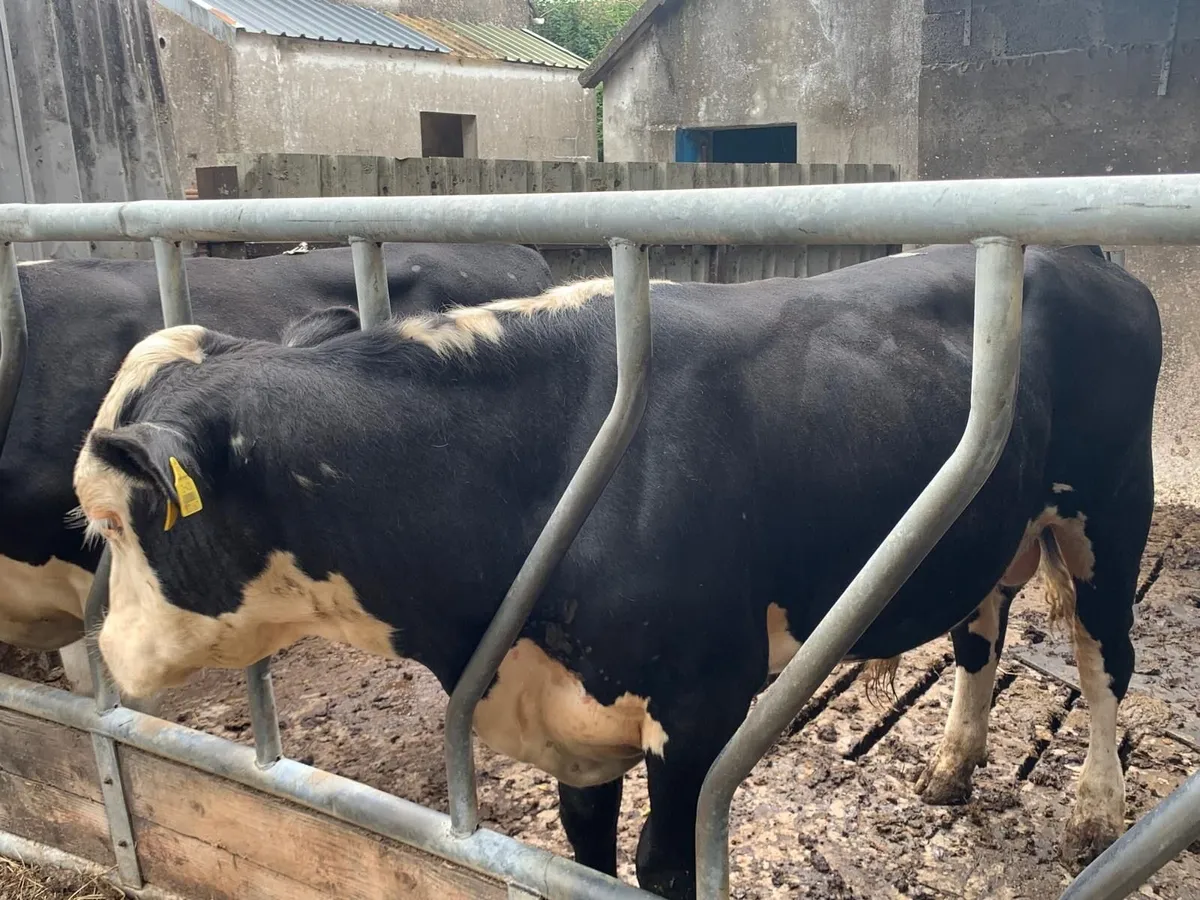 Stock Hereford cross bulls - Image 2