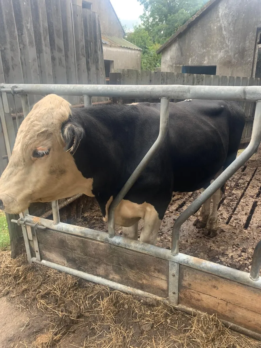 Stock Hereford cross bulls - Image 1
