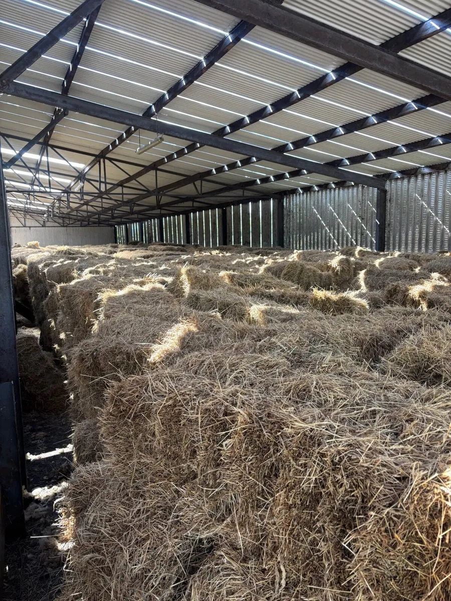 Hay and Straw - Image 3