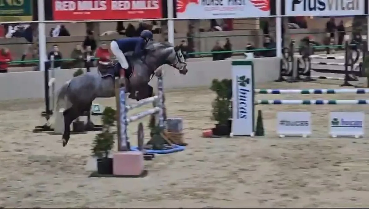 Ariel Jsb 148 showjumper - Image 1