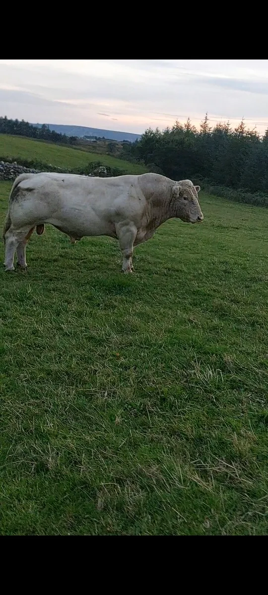 Bull for sale - Image 1