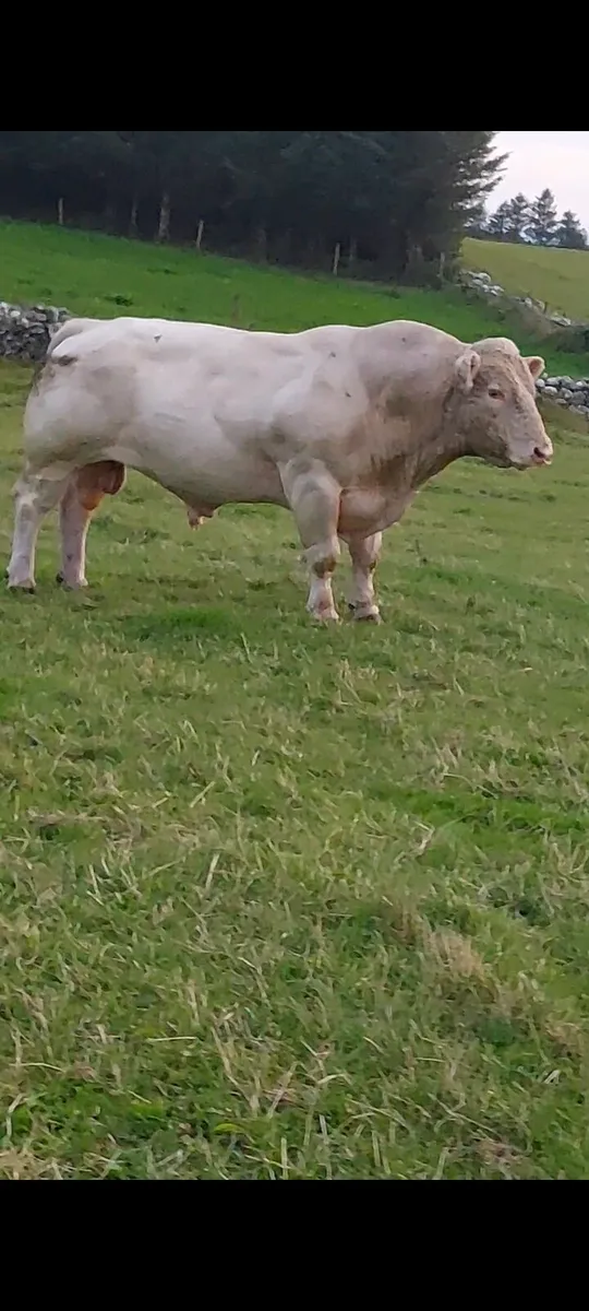 Bull for sale - Image 2